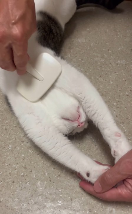 とろける
