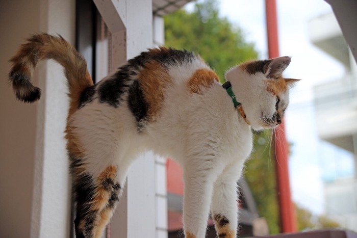 窓際で伸びをしている猫