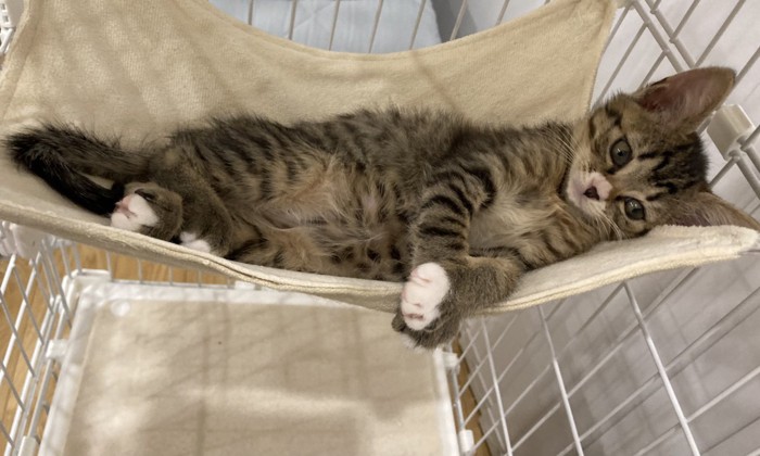ハンモックに横たわる猫、横向き写真
