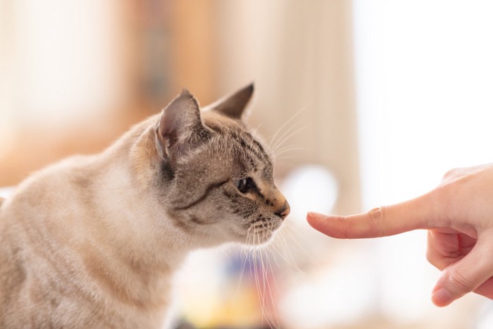 人の人差し指のにおいを嗅ぐ猫