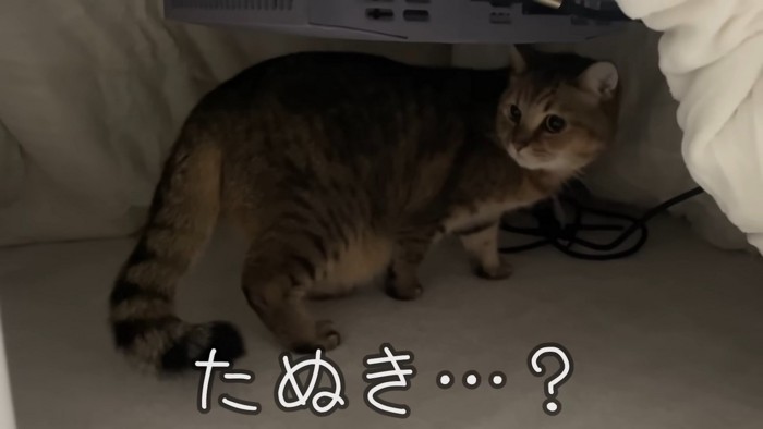 タヌキ化したみにらくん