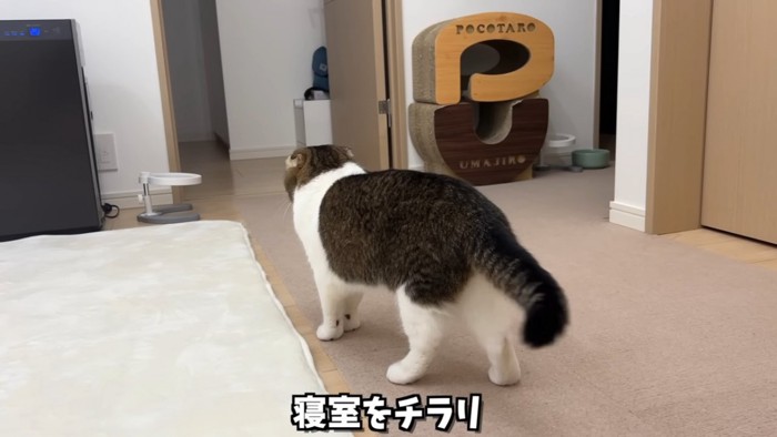 猫の後ろ姿