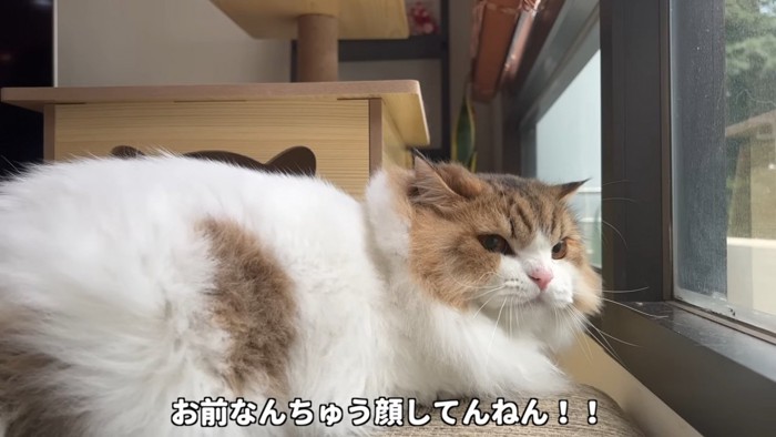 猫の横顔