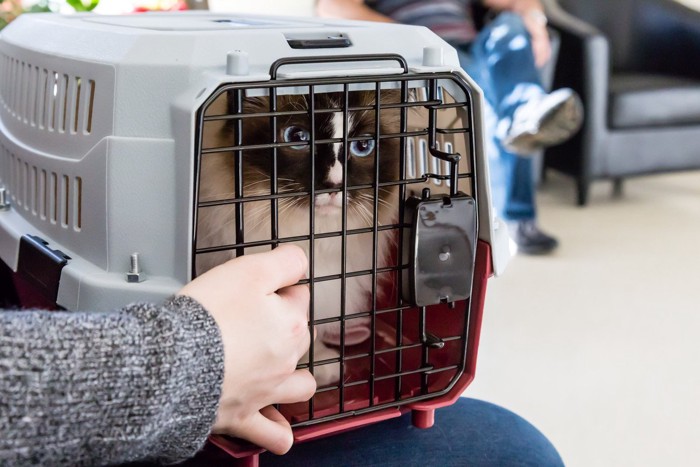 動物病院で順番を待つ猫