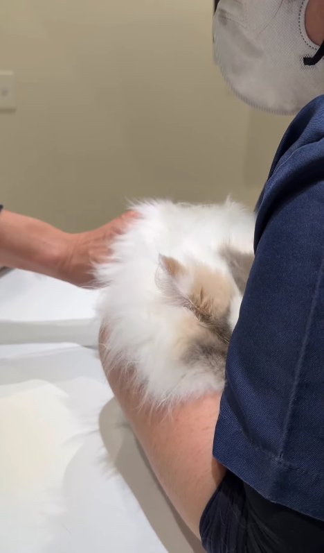 獣医師に右手で触られている顔を隠している猫(看護師横顔)