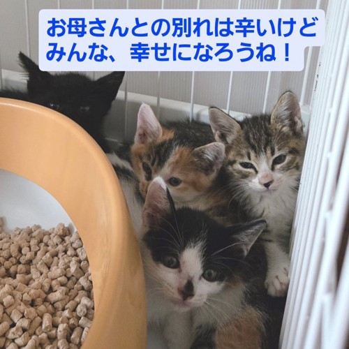 ケージの中にいる子猫たち