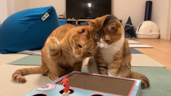 右前足を振りかぶるにゃん太くん