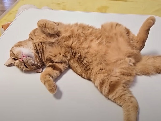 眠る猫