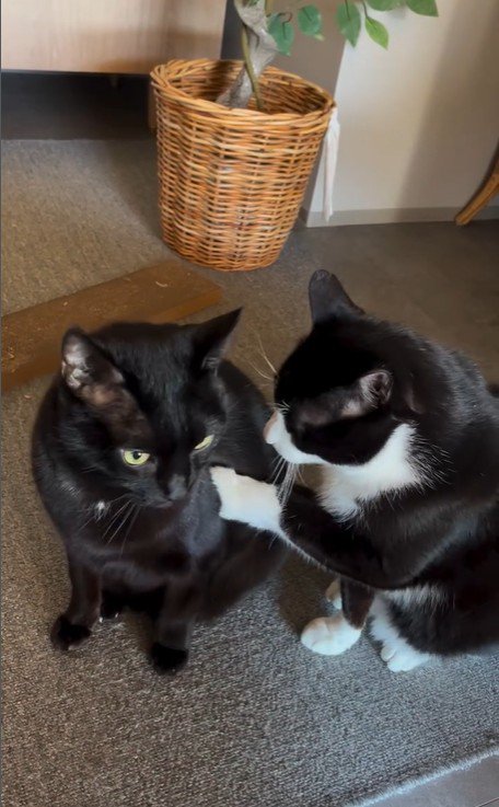 並んで座っている2匹の猫