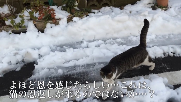 しっぽを立てる猫