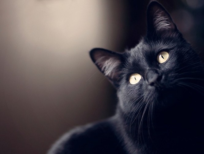 見上げる黒猫