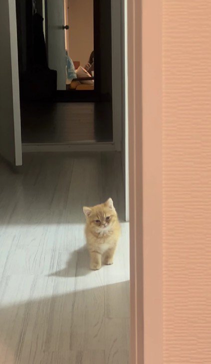 足を止める子猫