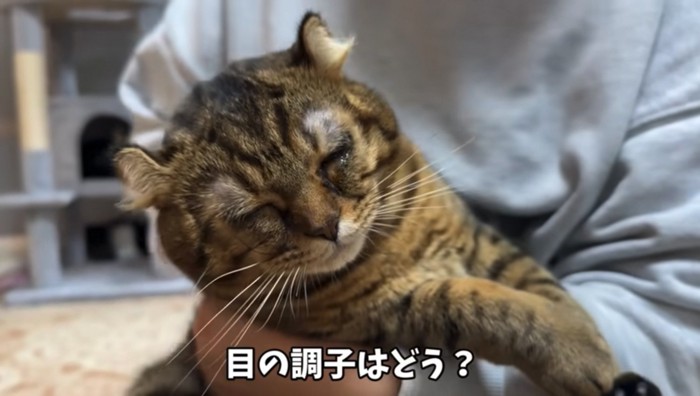 目の調子を確認する飼い主さん