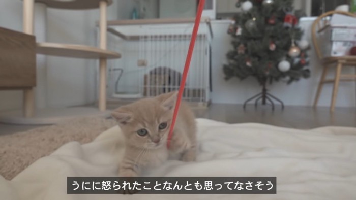 紐に飛びつく子猫