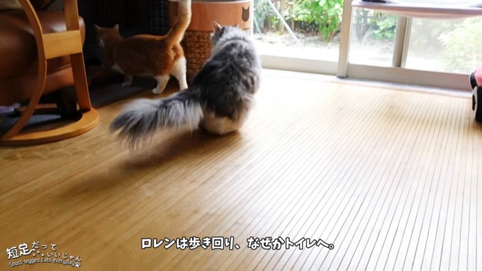 茶白猫と長毛猫