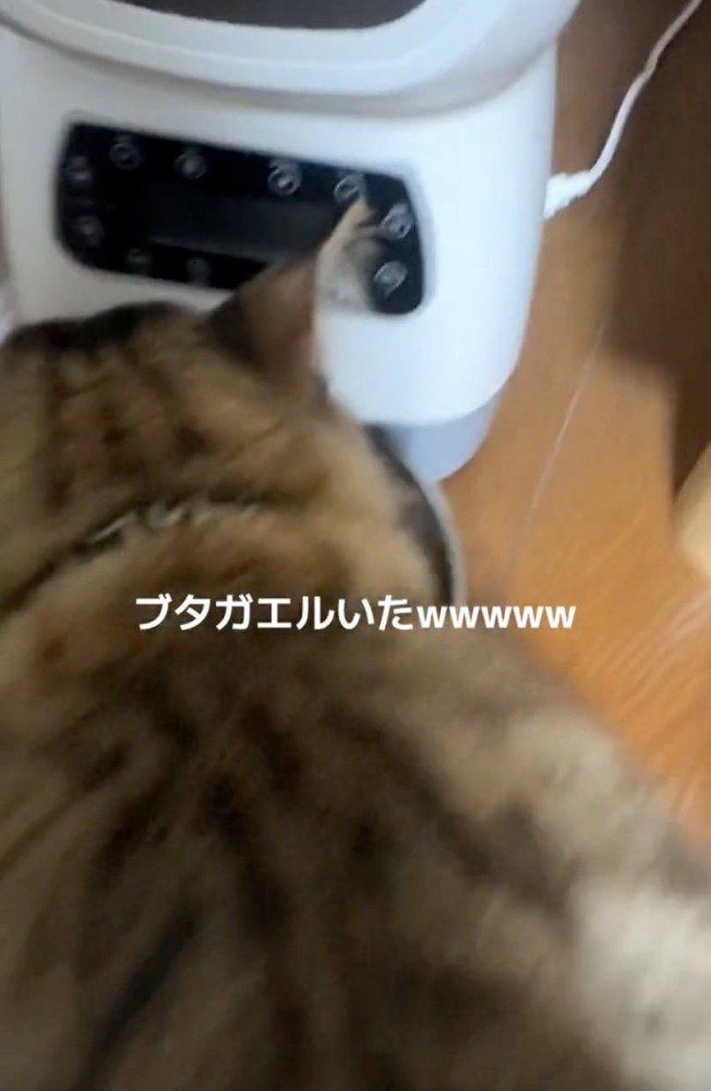 ご飯を食べる猫