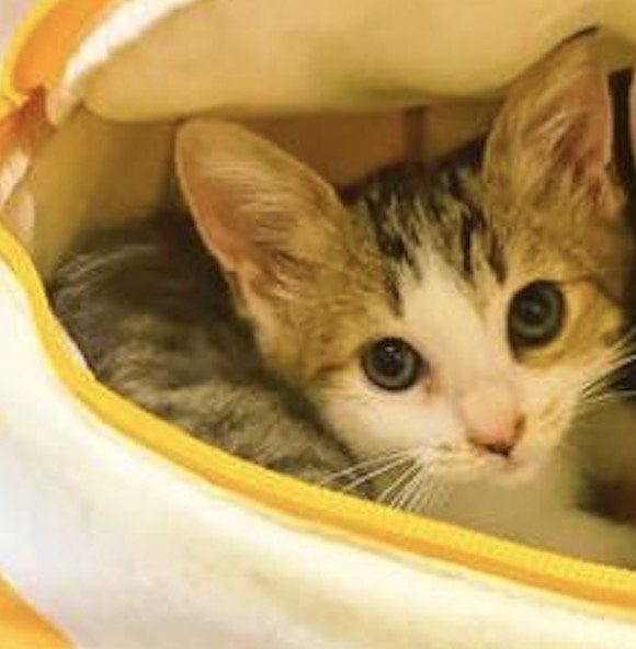 兄弟の横で一緒にカメラを見つめる子猫