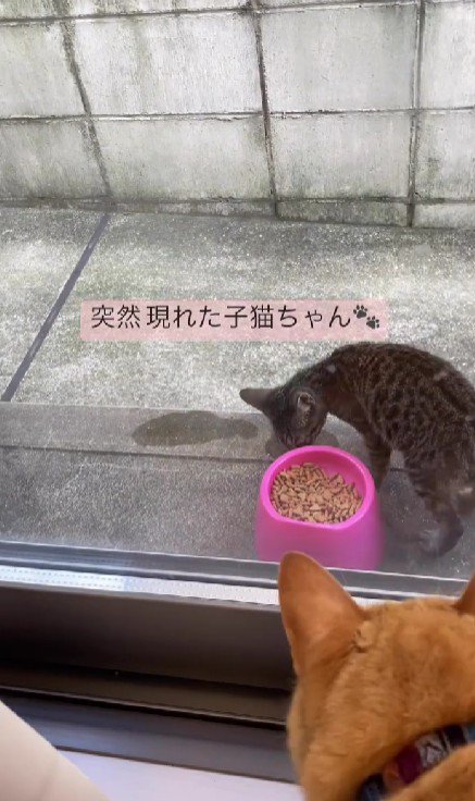 外でごはんを食べる猫