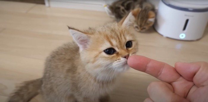 匂いを嗅ぐ猫