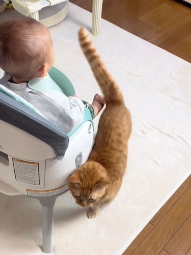 赤ちゃんのイスにくっつく猫