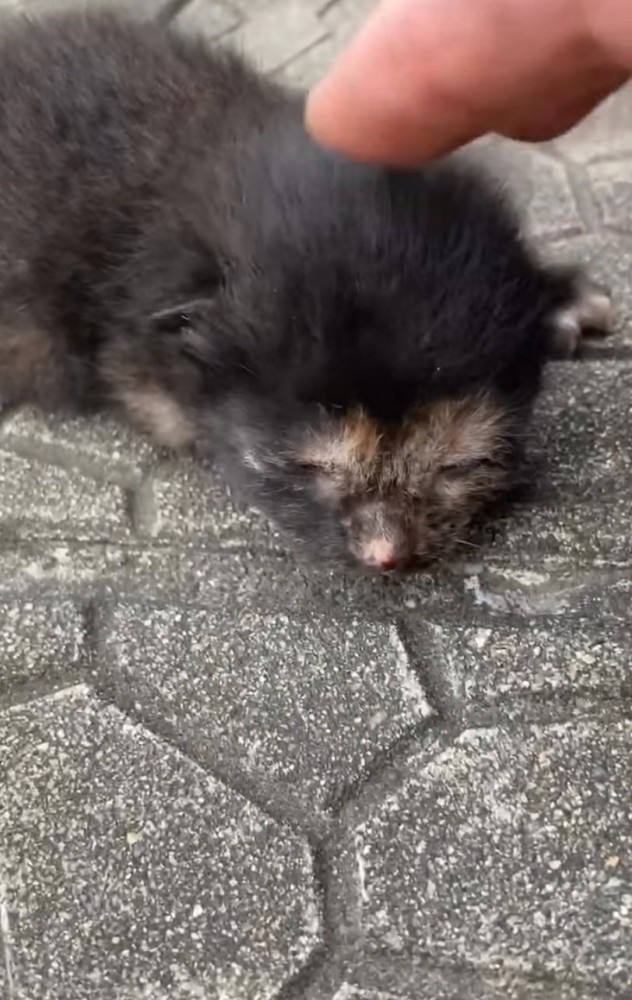 頭を撫でられる小梅ちゃん