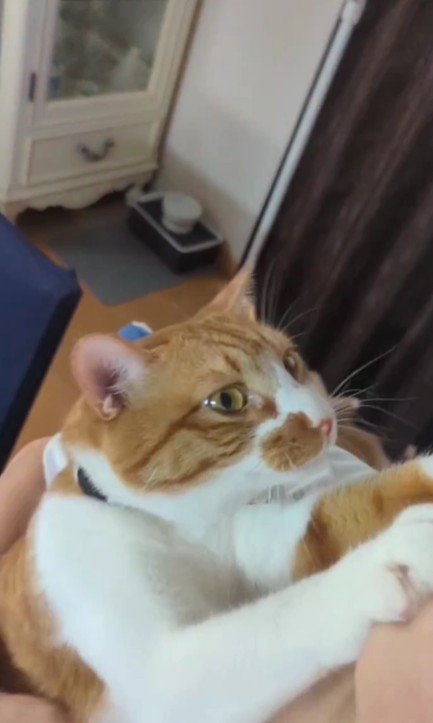 飼い主によじ登る猫