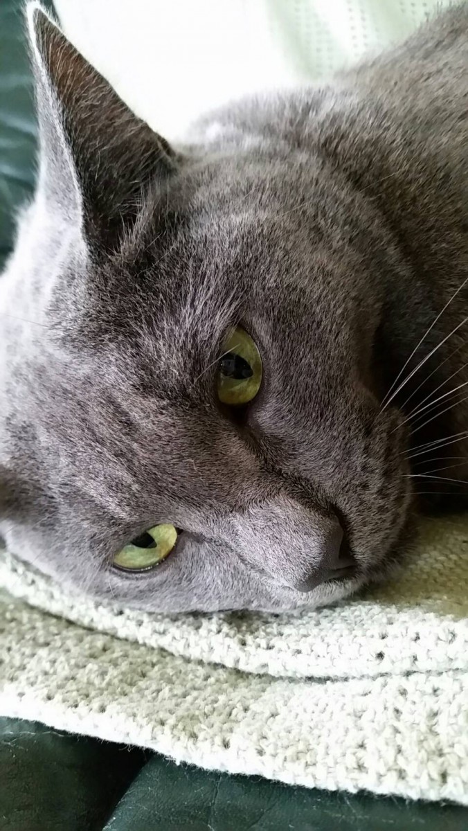 半ノラ猫だったセナ