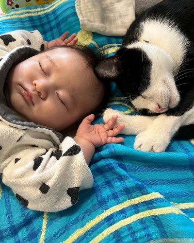 寝ている赤ちゃんと猫