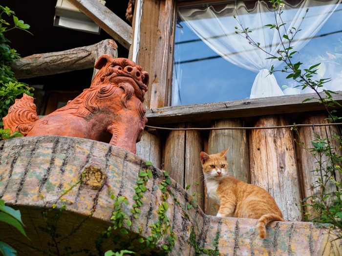 沖縄の猫島3