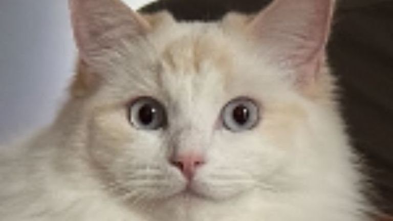 室内にいる猫