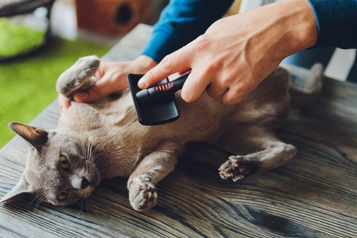 お腹をブラッシングされている猫