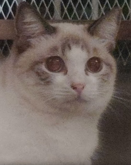遠くを見る猫