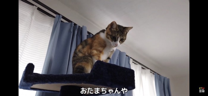 キャットタワーから見下ろす猫