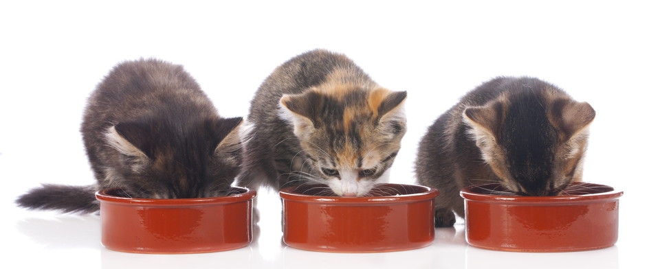 餌を食べる子猫