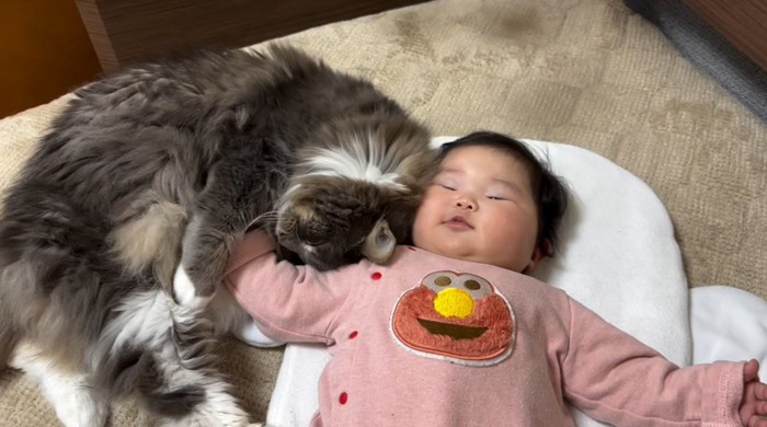 赤ちゃんに頭をくっつける猫