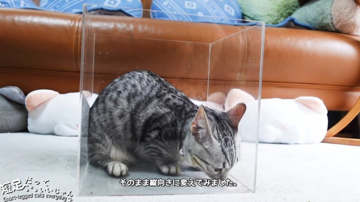 箱に入る子猫