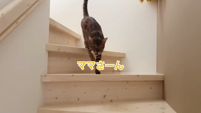 階段を下りる猫