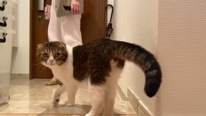 振り返る猫