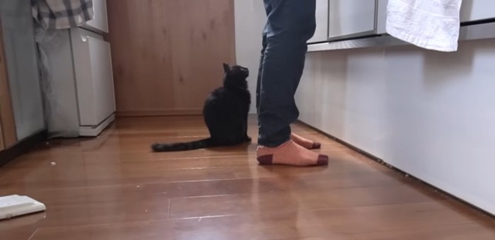 飼い主さんの足元で座る猫