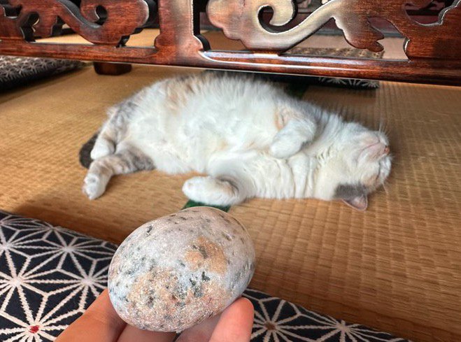猫のそばに並べられた石