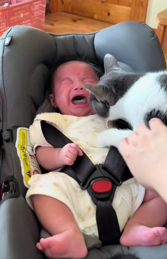 泣いている赤ちゃんと猫