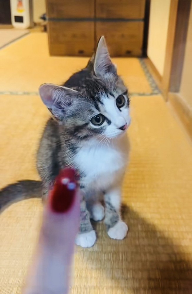 畳の上に座る子猫