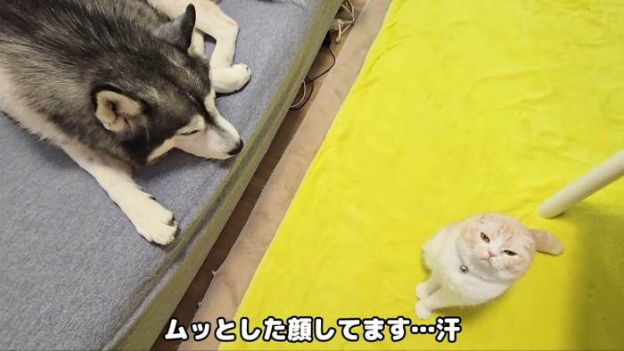 ムッとした表情の猫さん
