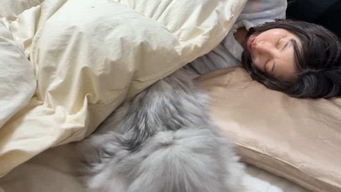 布団に頭を入れるしろがね丸くん