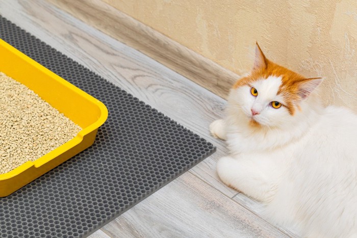 トイレの上に座る猫