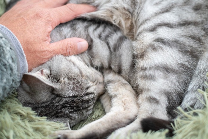 猫をなでる手