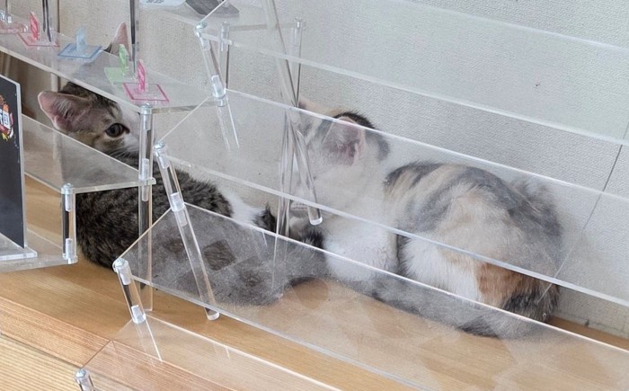 アクスタディスプレイと2匹の子猫
