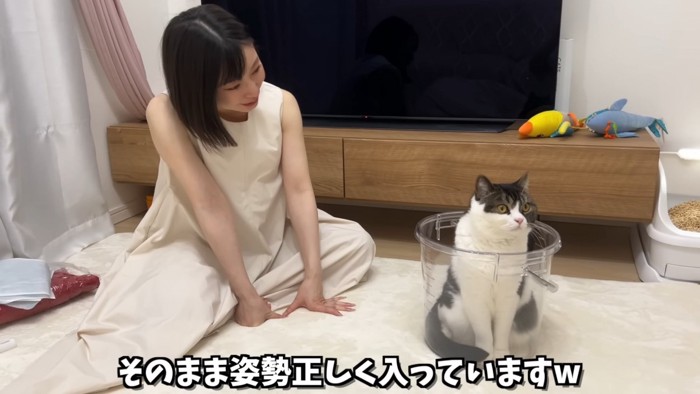 バケツの中で座る猫