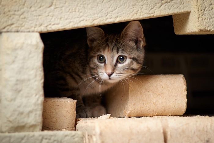 医師と不満そうな猫