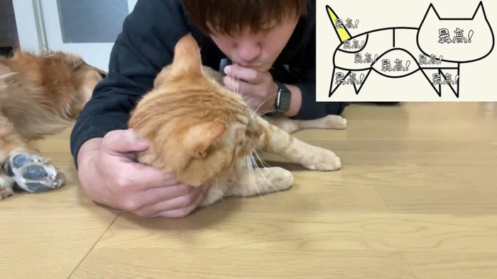 尻尾にキスされる猫